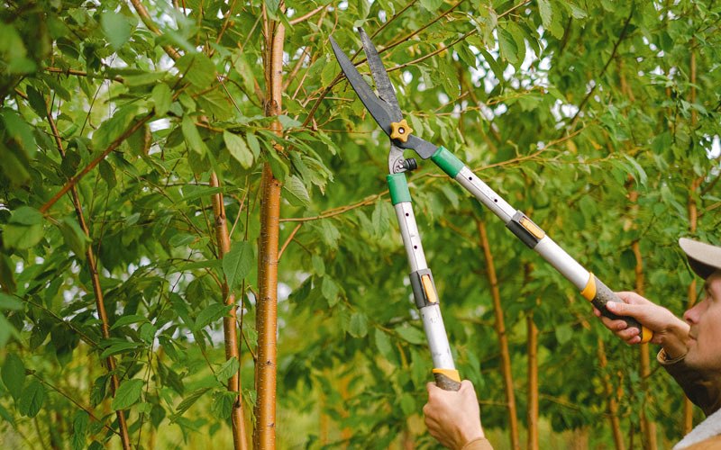 Tree trimming in Caney, OK