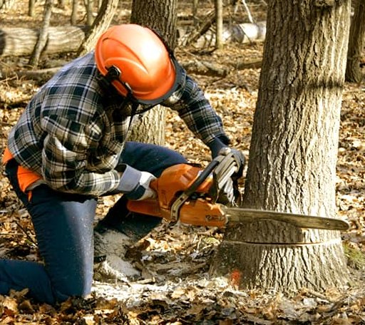 Tree Removal in Caney, OK